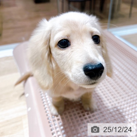 大阪府のミニチュアダックスフンド(ロング) (ペットプラス イオン大日店/2025年10月15日生まれ/男の子/イエロー)の子犬の4枚目の画像