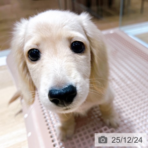 大阪府のミニチュアダックスフンド(ロング) (ペットプラス イオン大日店/2025年10月15日生まれ/男の子/イエロー)の子犬の3枚目の画像