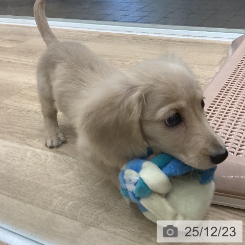 大阪府のミニチュアダックスフンド(ロング) (ペットプラス 鶴見店/2025年10月15日生まれ/男の子/イエロー)の子犬の4枚目の画像