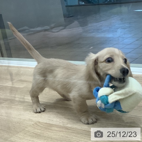 大阪府のミニチュアダックスフンド(ロング) (ペットプラス 鶴見店/2025年10月15日生まれ/男の子/イエロー)の子犬の3枚目の画像