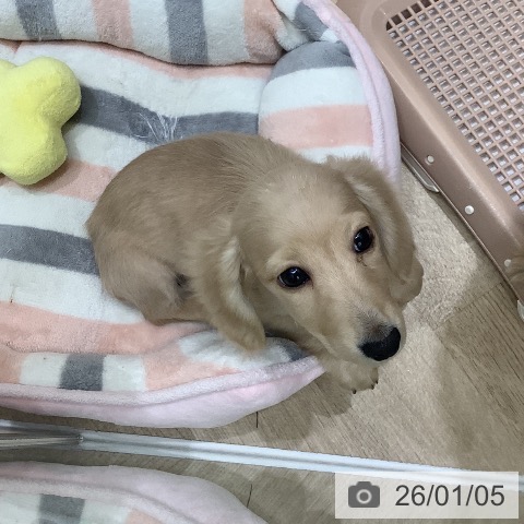 大阪府のミニチュアダックスフンド(ロング) (ペットプラス 鶴見店/2025年10月15日生まれ/男の子/イエロー)の子犬の4枚目の画像