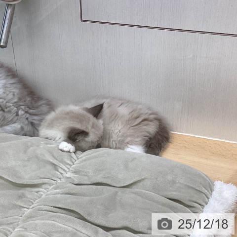 ラグドールの写真