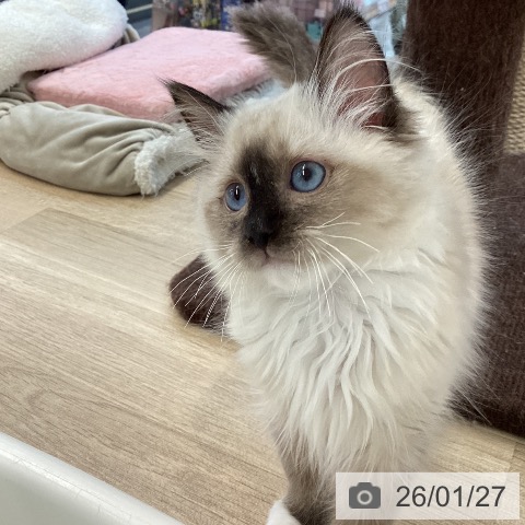 愛媛県のラグドール (ペットプラス 新居浜店/2025年10月16日生まれ/男の子/シールポイントミテッド)の子猫の4枚目の画像