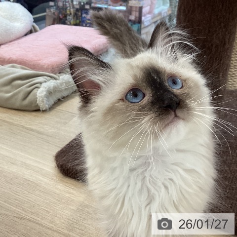 愛媛県のラグドール (ペットプラス 新居浜店/2025年10月16日生まれ/男の子/シールポイントミテッド)の子猫の3枚目の画像