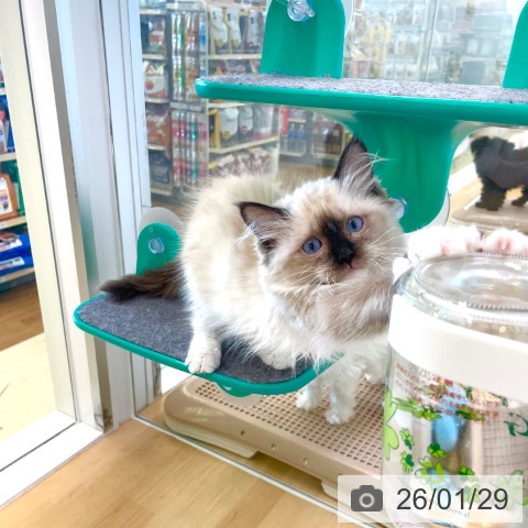 香川県のラグドール (ペットプラス 高松店/2025年10月16日生まれ/男の子/シールポイントミテッド)の子猫の4枚目の画像