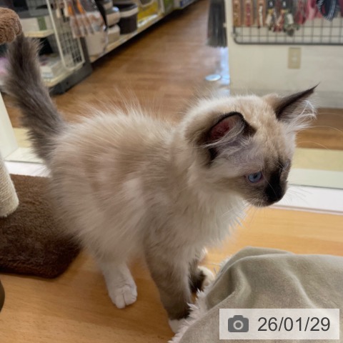 香川県のラグドール (ペットプラス 高松店/2025年10月16日生まれ/男の子/シールポイントミテッド)の子猫の3枚目の画像