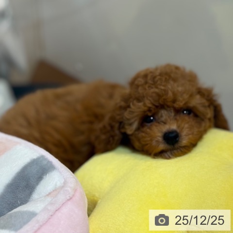 トイ・プードルの写真