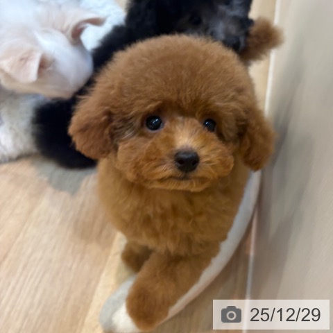 京都府のトイプードル(トイ) (ペットプラス イオンモールKYOTO店/2025年10月14日生まれ/女の子/アプリコット)の子犬の4枚目の画像