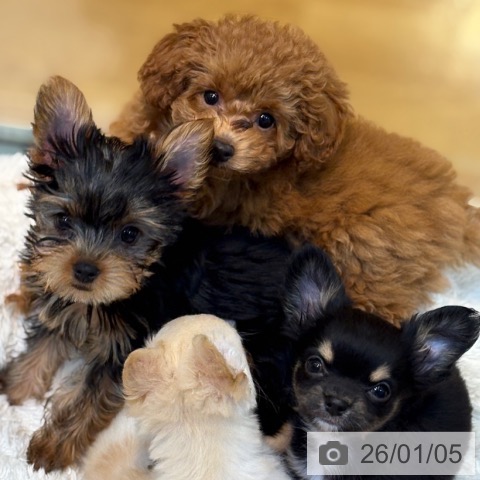 京都府のトイプードル(トイ) (ペットプラス イオンモールKYOTO店/2025年10月14日生まれ/女の子/アプリコット)の子犬の4枚目の画像