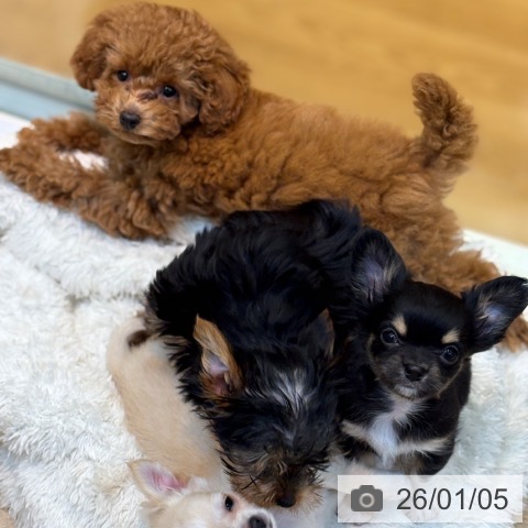 京都府のトイプードル(トイ) (ペットプラス イオンモールKYOTO店/2025年10月14日生まれ/女の子/アプリコット)の子犬の3枚目の画像