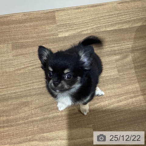 鳥取県のチワワ(ロング) (ペッツワン 日吉津店/2025年10月13日生まれ/女の子/ブラッククリーム)の子犬の4枚目の画像