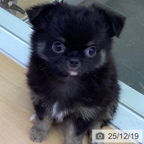 香川県のチワワ(ロング) (ペットプラス 綾川店/2025年10月17日生まれ/男の子/ブラックタン)の子犬の3枚目の画像