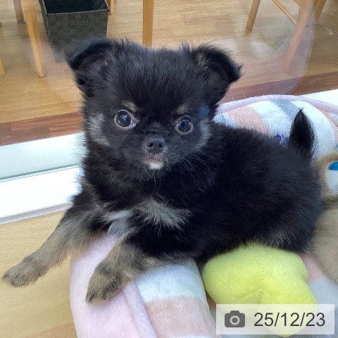 香川県のチワワ(ロング) (ペットプラス 綾川店/2025年10月17日生まれ/男の子/ブラックタン)の子犬の4枚目の画像