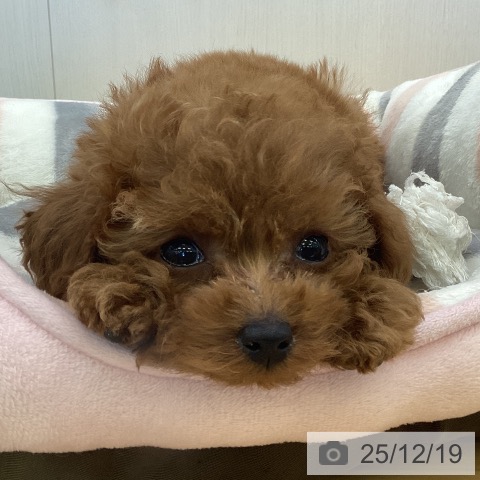 香川県のトイプードル(トイ) (ペットプラス 高松店/2025年10月13日生まれ/男の子/レッド)の子犬の3枚目の画像