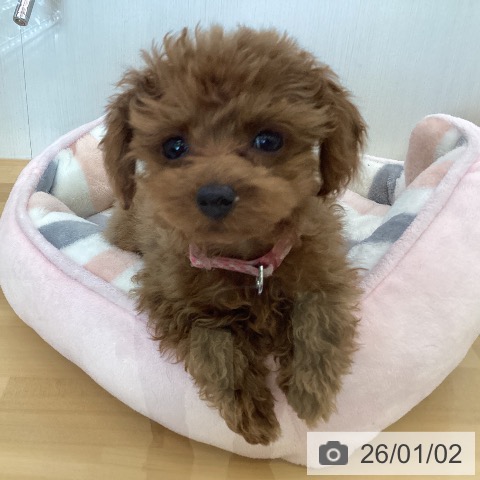 香川県のトイプードル(トイ) (ペットプラス 高松店/2025年10月13日生まれ/男の子/レッド)の子犬の4枚目の画像