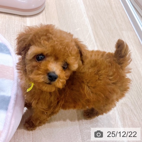 大阪府のトイプードル(トイ) (ペットプラス イオン大日店/2025年10月17日生まれ/女の子/レッド)の子犬の4枚目の画像