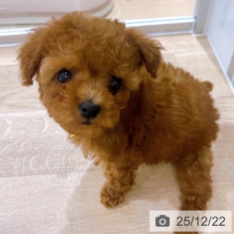 大阪府のトイプードル(トイ) (ペットプラス イオン大日店/2025年10月17日生まれ/女の子/レッド)の子犬の3枚目の画像