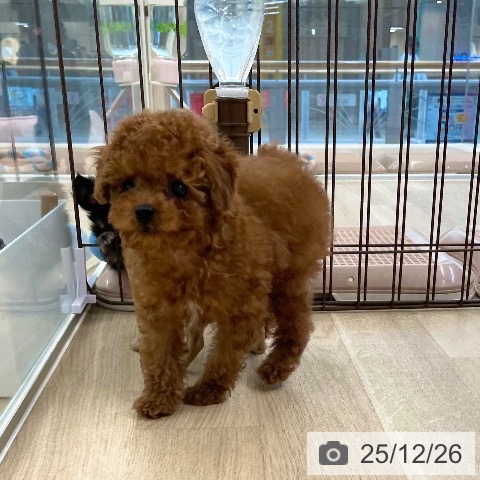 愛媛県のトイプードル(トイ) (ペットプラス 新居浜店/2025年10月14日生まれ/男の子/レッド)の子犬の4枚目の画像