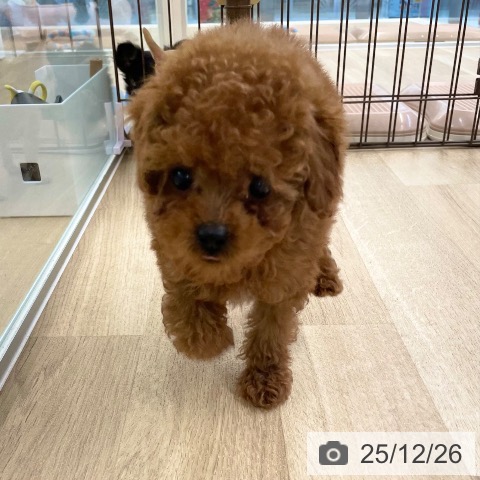 愛媛県のトイプードル(トイ) (ペットプラス 新居浜店/2025年10月14日生まれ/男の子/レッド)の子犬の3枚目の画像