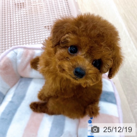 トイ・プードルの写真