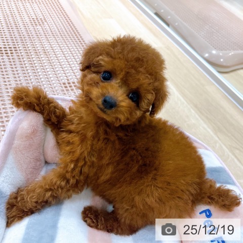 トイ・プードルの写真