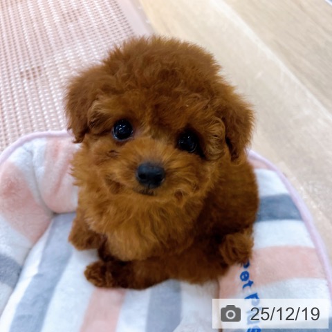 トイ・プードルの写真