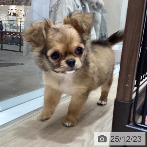 徳島県のチワワ(ロング) (ペットプラス 徳島店/2025年10月11日生まれ/女の子/フォーン)の子犬の4枚目の画像