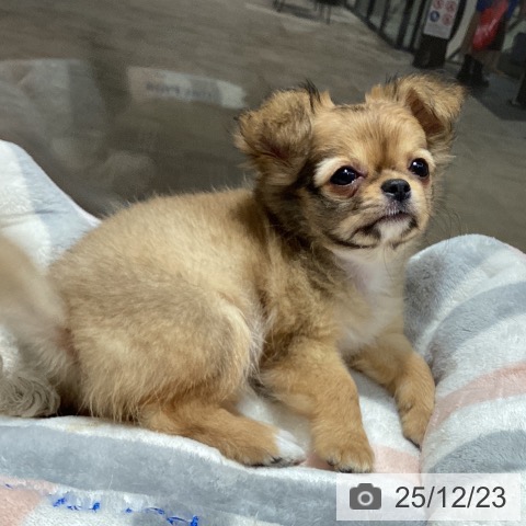 徳島県のチワワ(ロング) (ペットプラス 徳島店/2025年10月11日生まれ/女の子/フォーン)の子犬の3枚目の画像