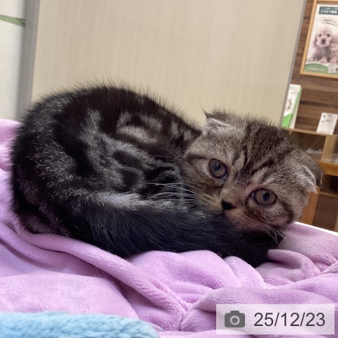 徳島県のスコティッシュフォールド (ペットプラス 徳島店/2025年9月19日生まれ/女の子/シルバータビーホワイト)の子猫の3枚目の画像