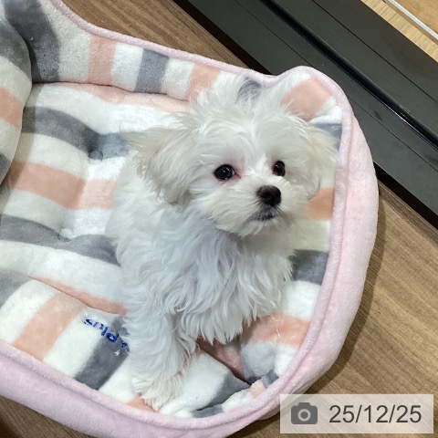 鳥取県のマルチーズ (ペッツワン 日吉津店/2025年10月4日生まれ/男の子/ホワイト)の子犬の3枚目の画像