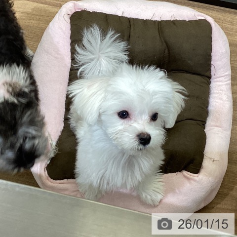 鳥取県のマルチーズ (ペッツワン 日吉津店/2025年10月4日生まれ/男の子/ホワイト)の子犬の3枚目の画像