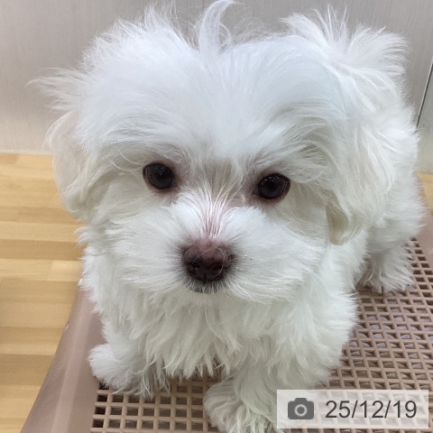 香川県のマルチーズ (ペットプラス 高松店/2025年10月4日生まれ/女の子/ホワイト)の子犬の4枚目の画像