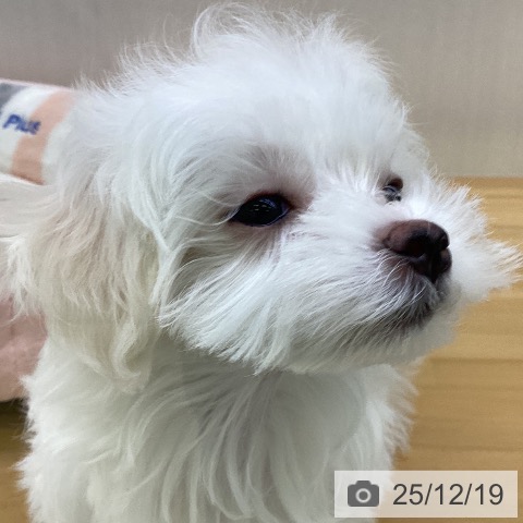 香川県のマルチーズ (ペットプラス 高松店/2025年10月4日生まれ/女の子/ホワイト)の子犬の3枚目の画像