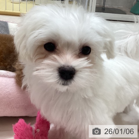 香川県のマルチーズ (ペットプラス 高松店/2025年10月4日生まれ/女の子/ホワイト)の子犬の4枚目の画像