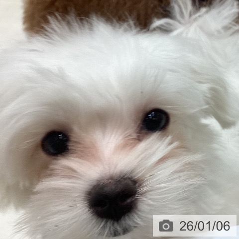 香川県のマルチーズ (ペットプラス 高松店/2025年10月4日生まれ/女の子/ホワイト)の子犬の3枚目の画像