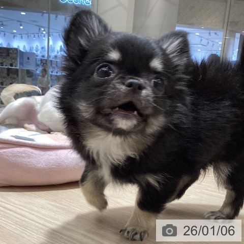 徳島県のチワワ(ロング) (ペットプラス 徳島店/2025年10月16日生まれ/女の子/ブラックタンホワイト)の子犬の3枚目の画像