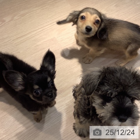 岡山県のチワワ(ロング) (ペットプラス 岡山店/2025年10月10日生まれ/男の子/ブラッククリーム)の子犬の3枚目の画像