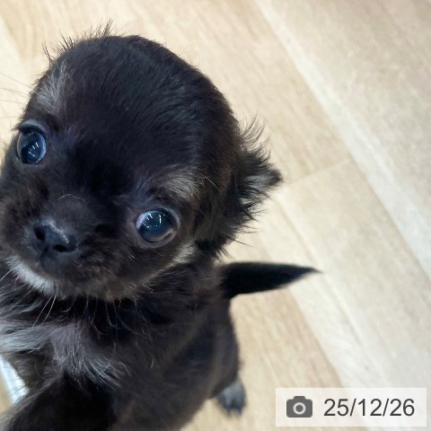 愛媛県のチワワ(ロング) (ペットプラス 新居浜店/2025年10月10日生まれ/男の子/ブラッククリーム)の子犬の4枚目の画像