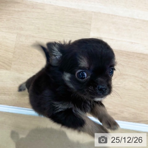 愛媛県のチワワ(ロング) (ペットプラス 新居浜店/2025年10月10日生まれ/男の子/ブラッククリーム)の子犬の3枚目の画像