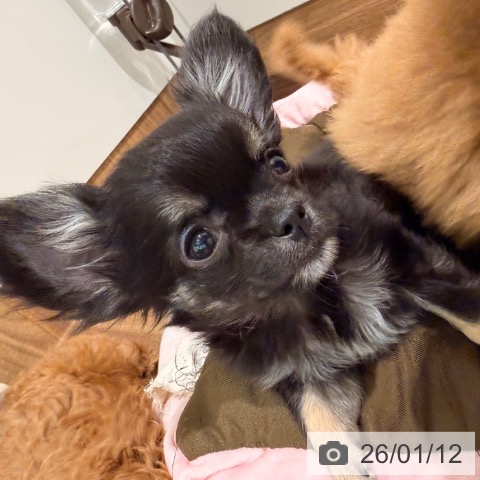 岡山県のチワワ(ロング) (ペッツワン 岡山南店/2025年10月10日生まれ/男の子/ブラッククリーム)の子犬の3枚目の画像