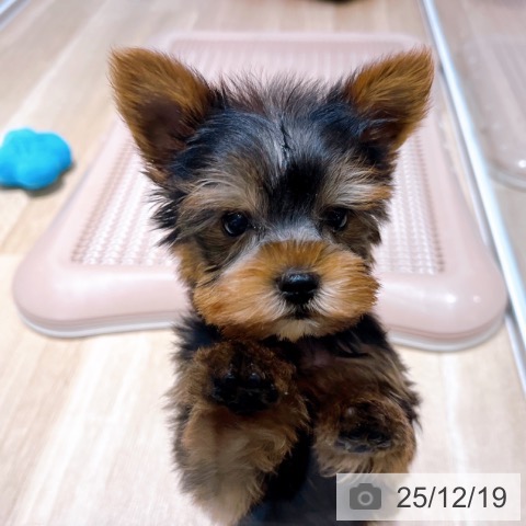 ヨークシャー・テリアの写真