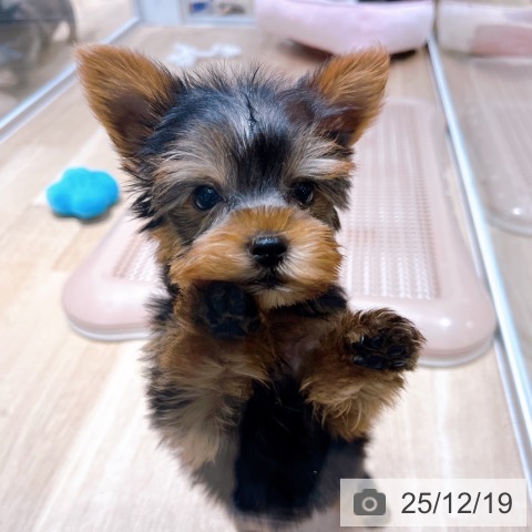 ヨークシャー・テリアの写真