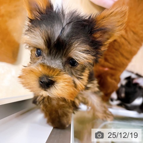 ヨークシャー・テリアの写真