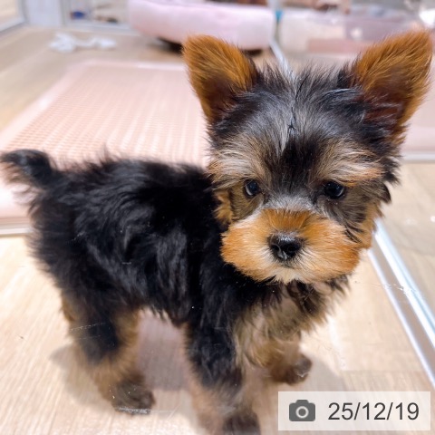 ヨークシャー・テリアの写真