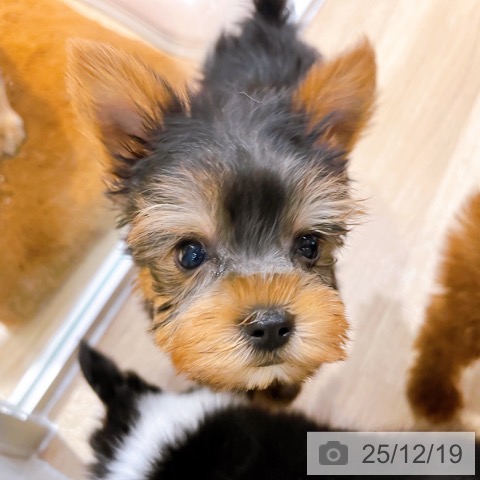 ヨークシャー・テリアの写真