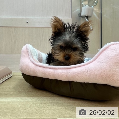 ヨークシャー・テリアの写真