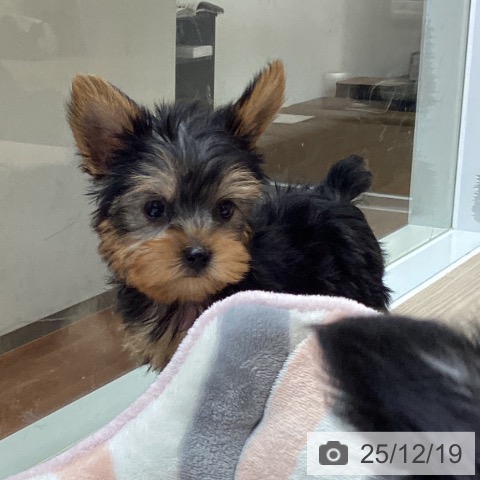 ヨークシャー・テリアの写真