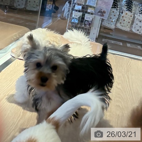 ヨークシャー・テリアの写真