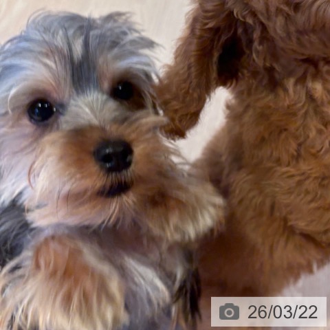 ヨークシャー・テリアの写真