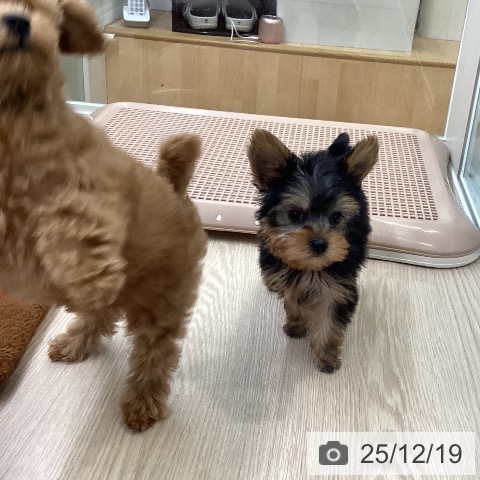 ヨークシャー・テリアの写真